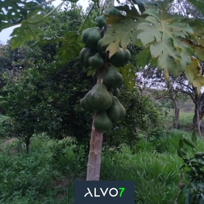 VENDA - Sítio 3 km de Duartina.