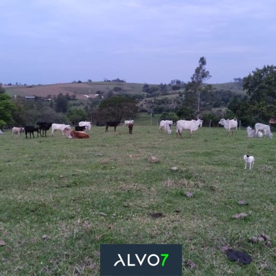 VENDA - Sítio 3 km de Duartina.